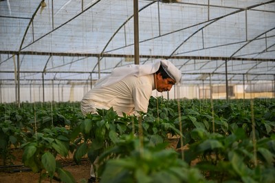 Water, diesel shortages threaten Kuwait's agricultural productivity